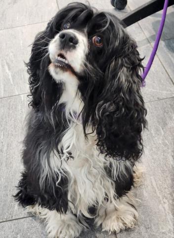 Shelter Stray Female Dog last seen Near BLOCK E ALAMBAMA DR, AURORA CO 80018, 2080 S Quebec St, Denver, CO 80231, USA