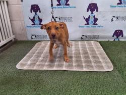 Shelter Stray Female Dog last seen , 2769 Conroy Rd, Orlando, FL 32839, USA