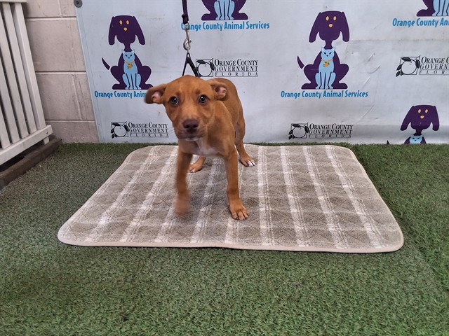 Shelter Stray Female Dog last seen , 2769 Conroy Rd, Orlando, FL 32839, USA