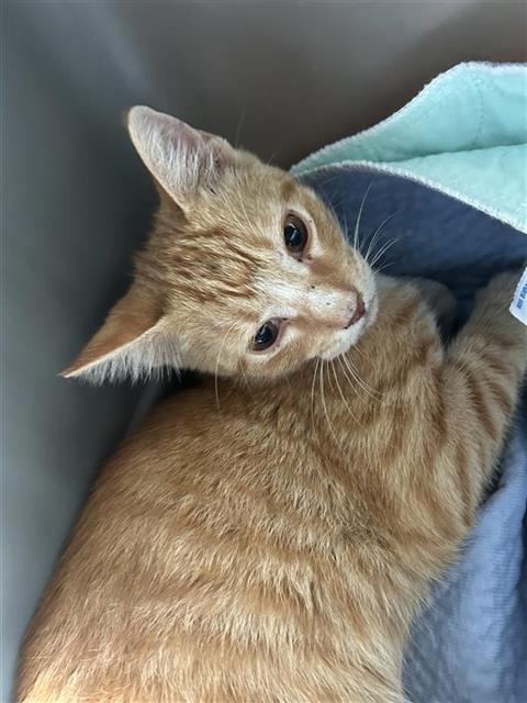 Shelter Stray Male Cat last seen MISSION RUN, 4710 TX-151, San Antonio, TX 78227, USA