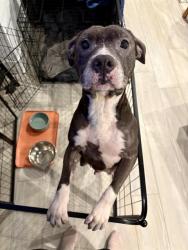 Shelter Stray Female Dog last seen Near, 2600 S Harding St, Indianapolis, IN 46221, USA