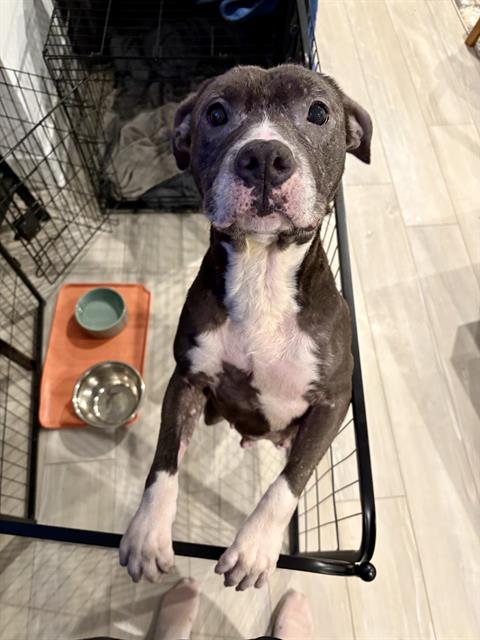 Shelter Stray Female Dog last seen Near, 5001 E Raymond St, Indianapolis, IN 46203, USA