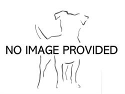 Shelter Stray Unknown Dog last seen BALL PARK RD UMATILLA 32784, 12280 County Rd 448, Tavares, FL 32778, USA