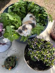 Lost Female Cat last seen Raisintree, Fort Worth, TX 76244