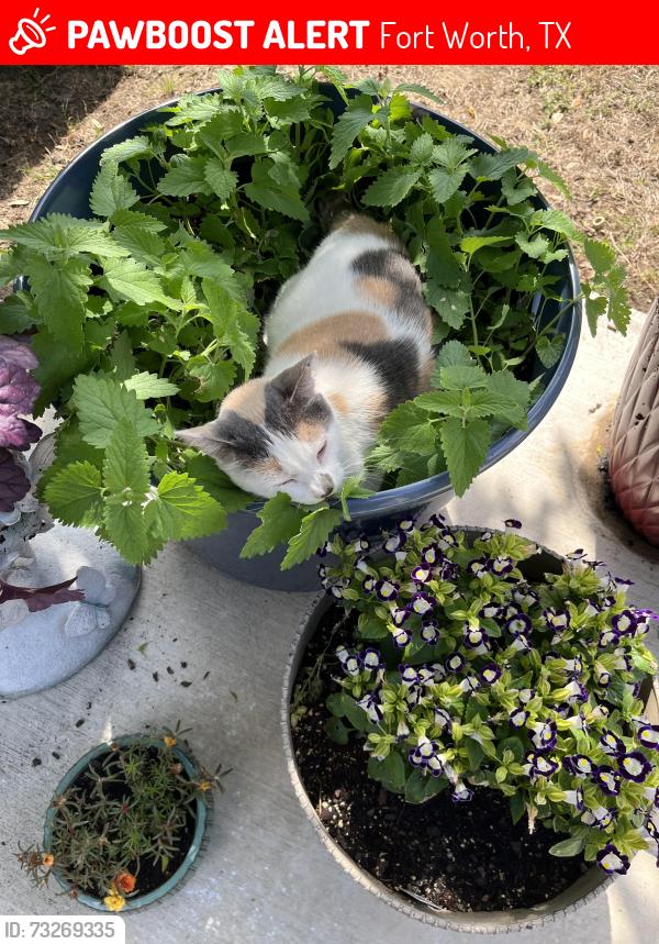 Lost Female Cat last seen Raisintree, Fort Worth, TX 76244