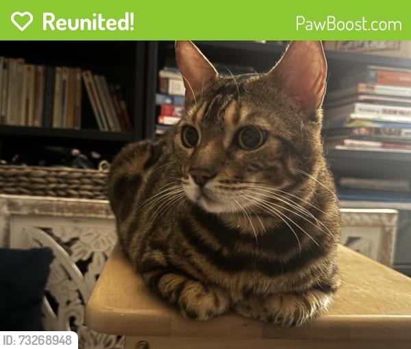 Reunited Unknown Cat last seen Building 1, 3rd Floor inside The Landings, West New York, NJ 07093