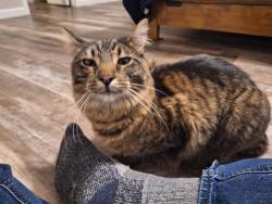 Found/Stray Unknown Cat last seen North Union Boulevard and North Academy Boulevard, Colorado Springs, El Paso County, CO, USA, Colorado Springs, CO 80918