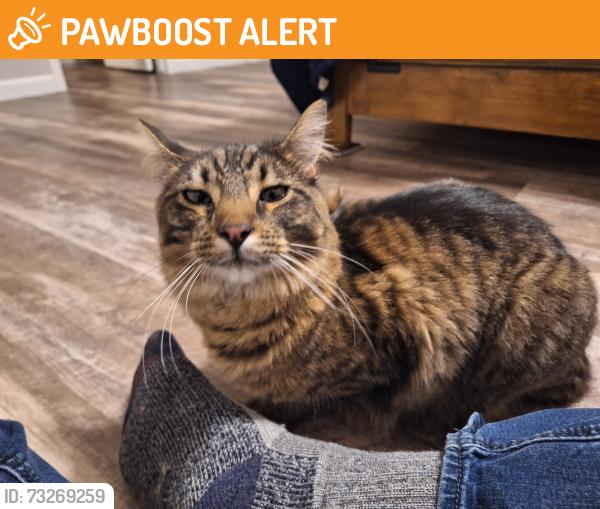 Found/Stray Unknown Cat last seen North Union Boulevard and North Academy Boulevard, Colorado Springs, El Paso County, CO, USA, Colorado Springs, CO 80918