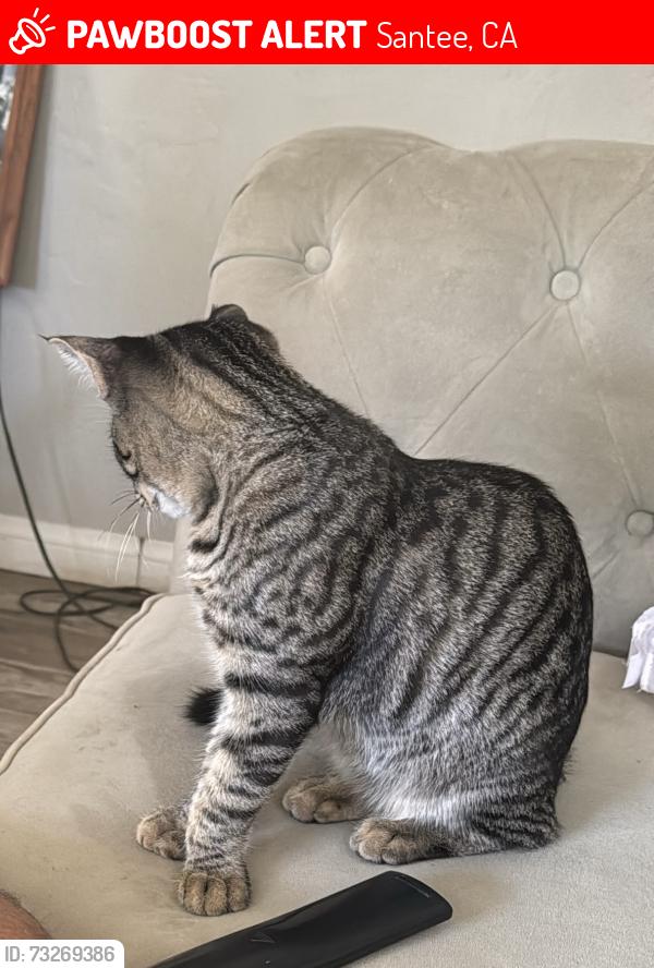 Lost Male Cat last seen Park ave, Santee, CA 92071