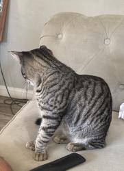 Lost Male Cat last seen Park ave, Santee, CA 92071