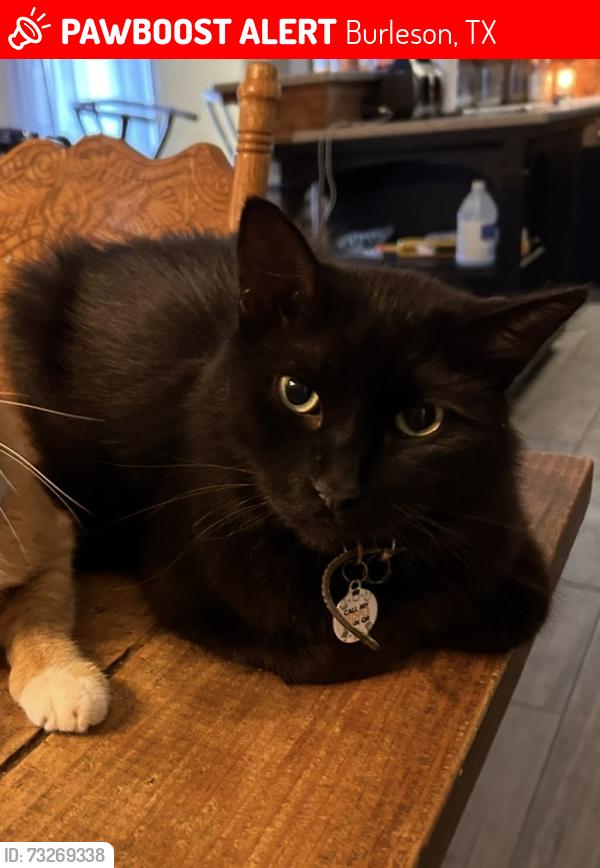 Lost Male Cat last seen Warren park, sw Johnson ave and SE Newton Dr, Burleson, TX 76028