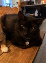 Lost Male Cat last seen Warren park, sw Johnson ave and SE Newton Dr, Burleson, TX 76028