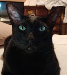 Reunited Male Cat last seen 56th and Franklin, Des Moines, IA 50310