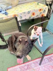 Lost Female Dog last seen Greenleaf Ave, Whittier, CA 90602