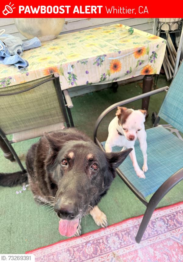 Lost Female Dog last seen Greenleaf Ave, Whittier, CA 90602