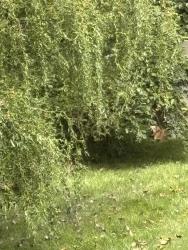 Found/Stray Unknown Dog last seen Near Village woods dr, West Chester Township, OH 45069