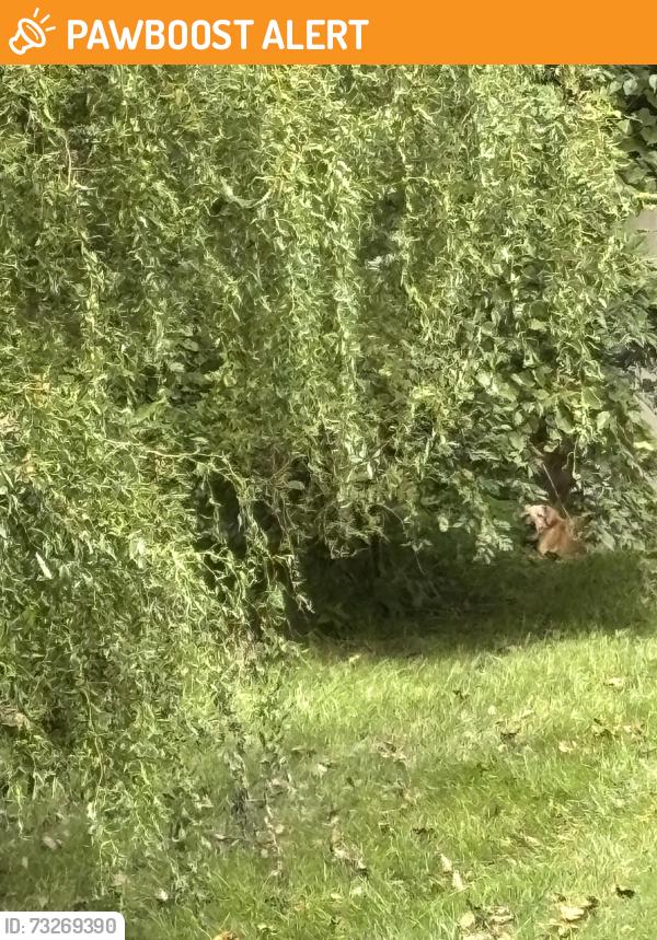 Found/Stray Unknown Dog last seen Near Village woods dr, West Chester Township, OH 45069