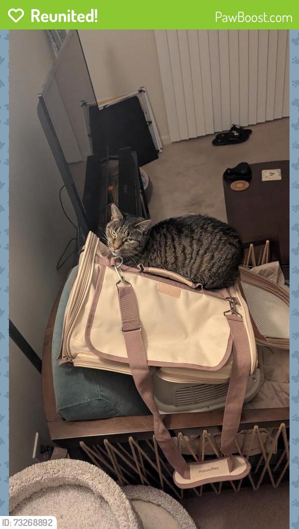 Reunited Female Cat last seen Perry Ave by Jiffy Lube, Latham, NY 12110