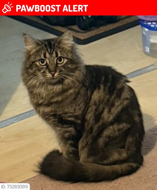Lost Female Cat last seen The cornfields hatch warren, Hatch Warren, England 