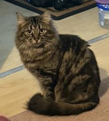 Lost Female Cat last seen The cornfields hatch warren, Hatch Warren, England 