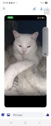 Lost Male Cat last seen Crumpsall,bury, Moston,harpurhey., Greater Manchester, England 