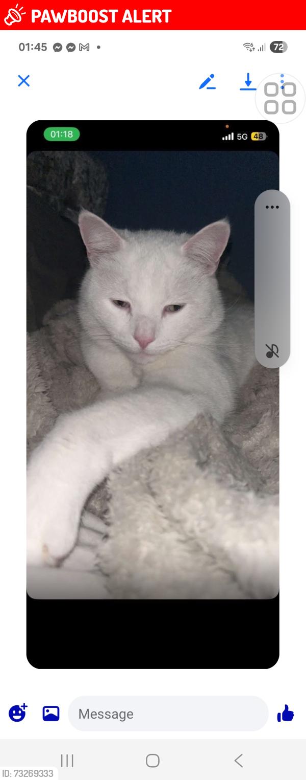 Lost Male Cat last seen Crumpsall,bury, Moston,harpurhey., Greater Manchester, England 