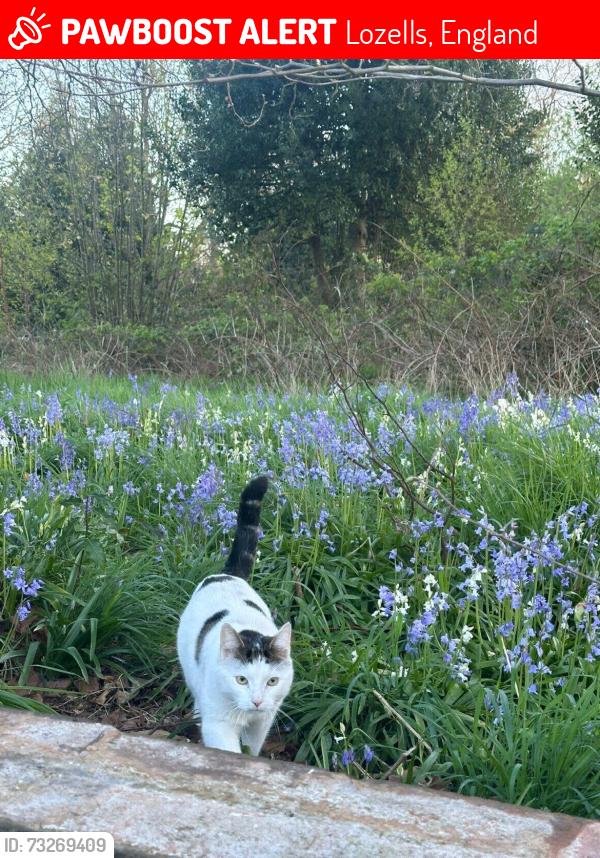 Lost Male Cat last seen Roslin Grove, Lozells, England 
