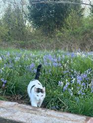 Lost Male Cat last seen Roslin Grove, Lozells, England 