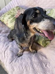 Reunited Male Dog last seen Chaha & Karen circle, Rowlett, TX 75088
