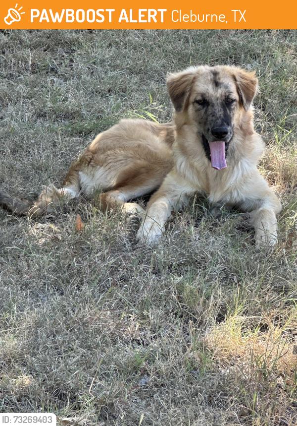 Found/Stray Male Dog last seen Weeks Road, Cleburne, TX 76031