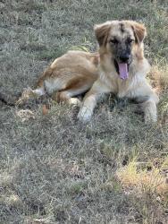 Found/Stray Male Dog last seen Weeks Road, Cleburne, TX 76031