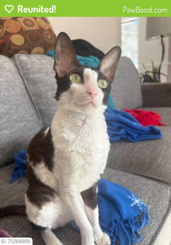 Reunited Female Cat last seen Montmagny et Allard, Montréal, QC H4E 2V8