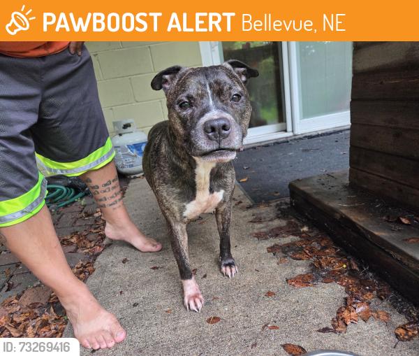 Found/Stray Male Dog last seen 24th Street & Lynnwood, Bellevue, NE 68123