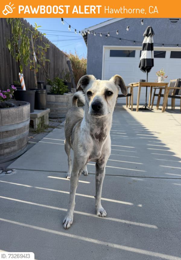Found/Stray Male Dog last seen 135th/oceangate, Hawthorne, CA 90250