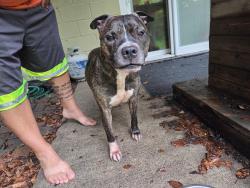 Found/Stray Male Dog last seen 24th Street & Lynnwood, Bellevue, NE 68123