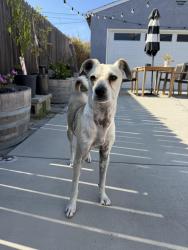 Found/Stray Male Dog last seen 135th/oceangate, Hawthorne, CA 90250