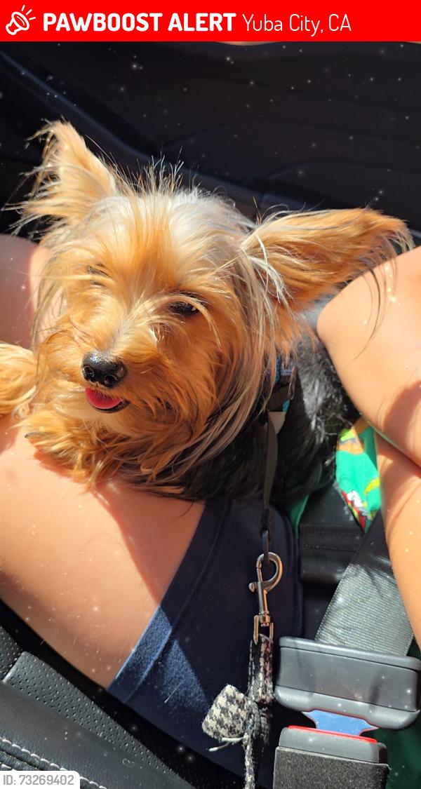 Lost Female Dog last seen Near Lisa ct, Yuba City, CA 95993