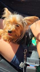 Lost Female Dog last seen Near Lisa ct, Yuba City, CA 95993