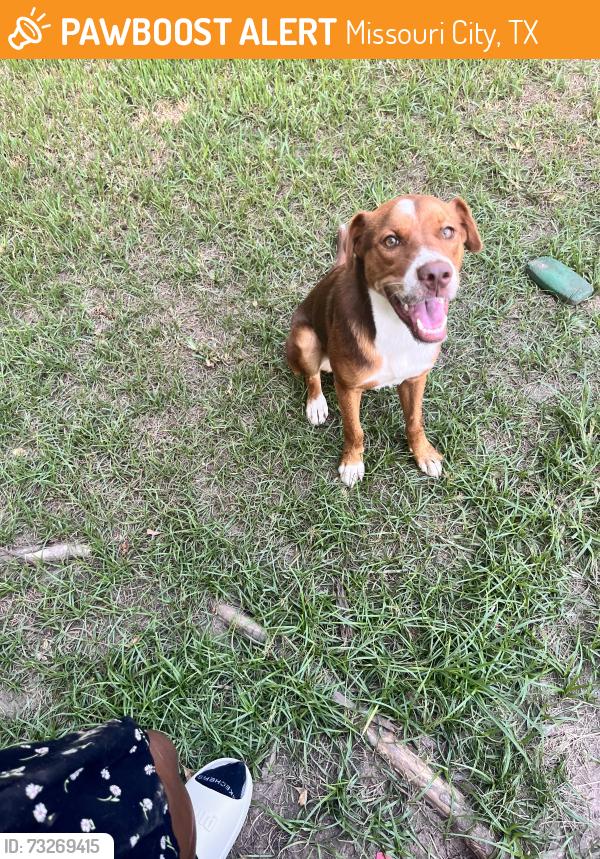 Found/Stray Female Dog last seen Maczali Dr, Missouri City, TX 77489