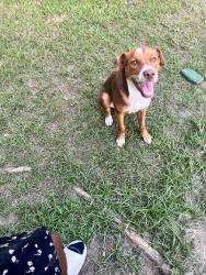 Found/Stray Female Dog last seen Maczali Dr, Missouri City, TX 77489
