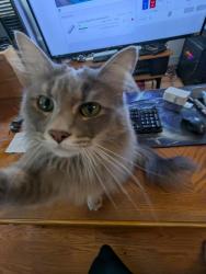 Lost Female Cat last seen Muldoon and Boundary, Anchorage, AK 99504