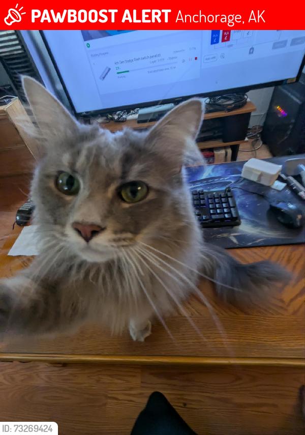 Lost Female Cat last seen Muldoon and Boundary, Anchorage, AK 99504