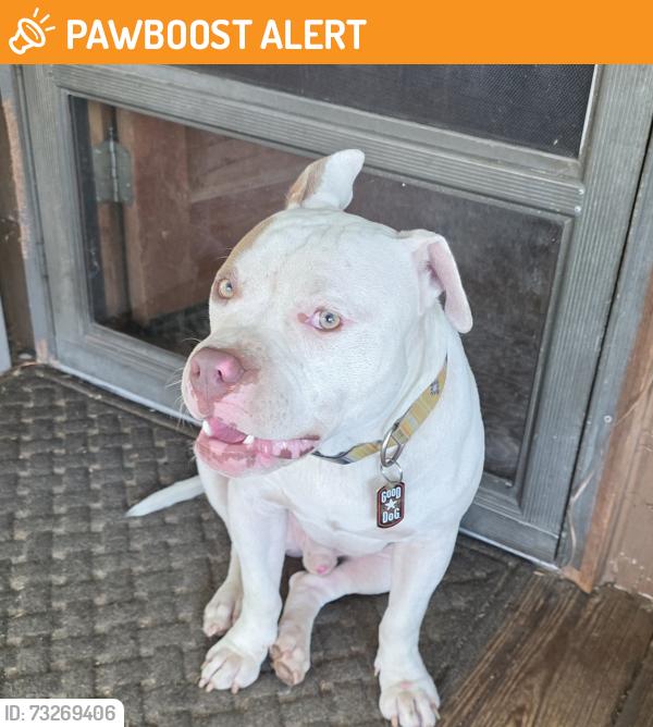 Found/Stray Unknown Dog last seen Hwy 9 west & N 4130 Rd, west of Eufaula, ok, McIntosh County, OK 74432