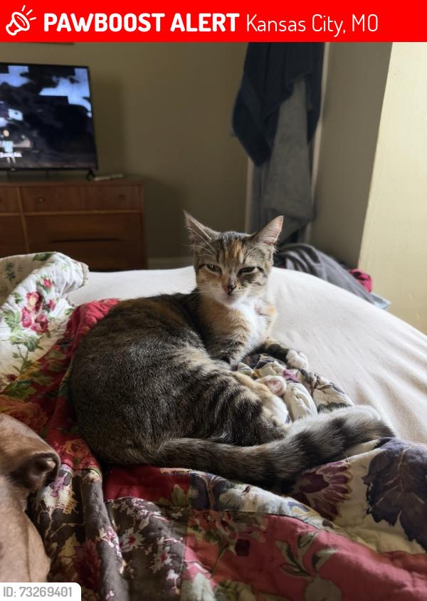 Lost Female Cat last seen Gladstone Blvd & Independence Ave, Kansas City, MO 64123