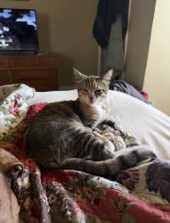 Lost Female Cat last seen Gladstone Blvd & Independence Ave, Kansas City, MO 64123