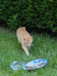Found/Stray Female Cat last seen Easterday and Route 40, Myersville, MD 21773