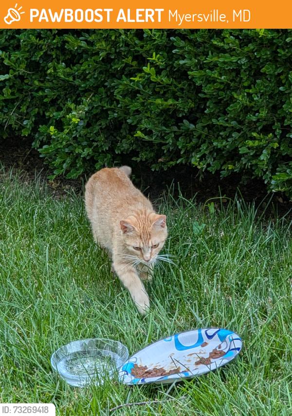 Found/Stray Female Cat last seen Easterday and Route 40, Myersville, MD 21773