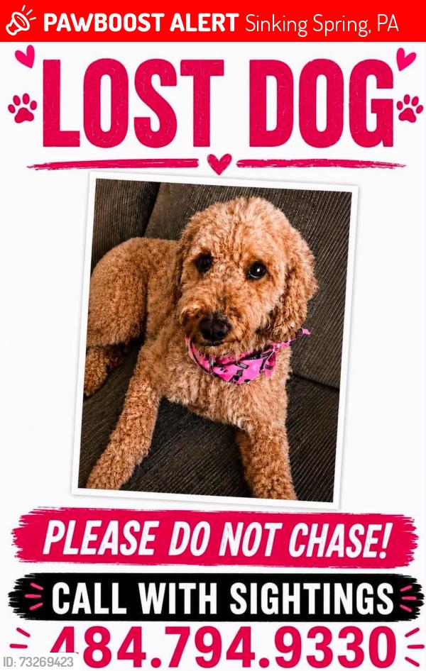 Lost Female Dog last seen Shillington rd, Sinking Spring, PA 19608