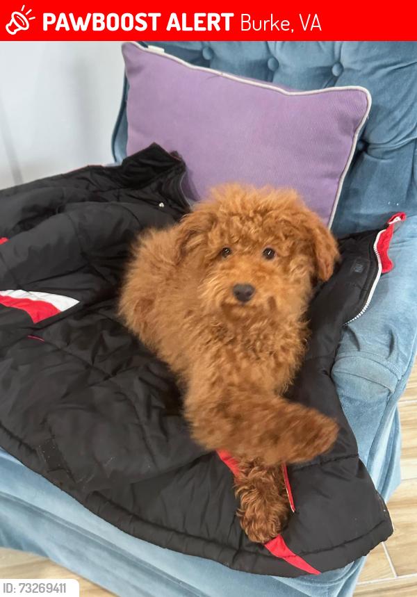 Lost Male Dog last seen Near Oak Green Ct Burke, VA, Burke, VA 22015