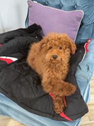 Lost Male Dog last seen Near Oak Green Ct Burke, VA, Burke, VA 22015